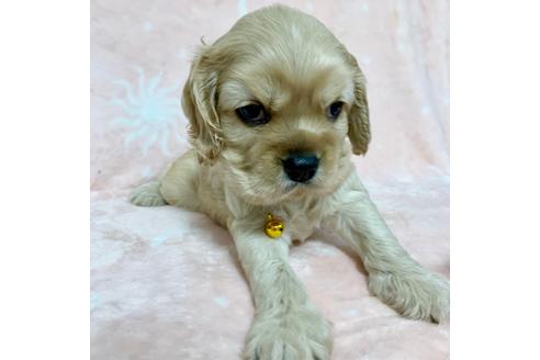 成約済の埼玉県のアメリカンコッカースパニエル-79324の1枚目